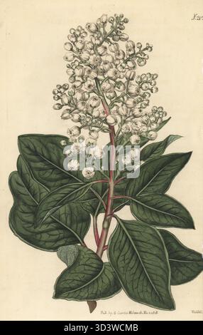 Griechischer Erdbeerbaum oder orientalischer Erdbeerbaum, Arbutus andrachne. Gebürtig in der Levante und der Krim, aufgewachsen im englischen Botaniker William Sherard's Garden in Eltham 1724. Handkolorierter Kupferstich von Weddell nach einer botanischen Illustration eines unbekannten Künstlers aus Curtis's Botanical Magazine, herausgegeben von John Sims, London, 1819. Stockfoto