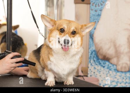 Dog Corgi Trocknen Pet Grooming und Frisur Konzept Stockfoto