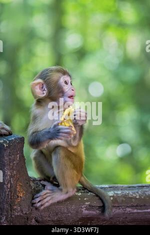 Niedlicher winziger Affe, der ein Stück Obst zum Essen hält, Ten Mile Gallery Monkey Forest, Zhangjiajie National Park, China Stockfoto