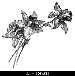 Eine Illustration aus Klemens Junoszas „Suma na Kocimbrodzie“ aus dem Jahr 1898, die die komplizierten Details zeigt, die den Schnittpunkt von Kunst und Kultur in der polnischen Literatur hervorheben. Stockfoto