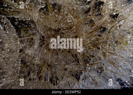Ein Makrofoto von Löwenzahn-Samen mit zahlreichen winzigen Wassertropfen. Stockfoto