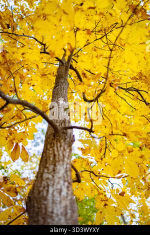 Herbstfarbe am Swift Creek Lake im Pocahontas State Park außerhalb von Richmond, VA, USA. Stockfoto