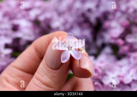 Fliederblume mit fünf Blütenblättern zwischen den Fingern mit Maniküre und Flieder im Hintergrund Stockfoto
