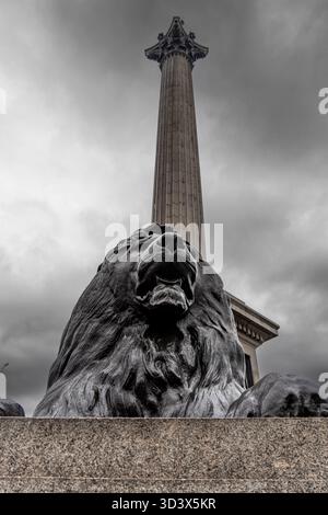 Trafalgar Square Löwenstatue, die Nelsons Säule bewacht Stockfoto