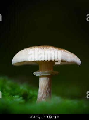 Einsamer Honigpilz Pilz, Armillaria Gattung möglicherweise Armillaria ostoyae, dunkler Honigpilz, wächst in Moos on the Forest Floor, New Forest UK Stockfoto