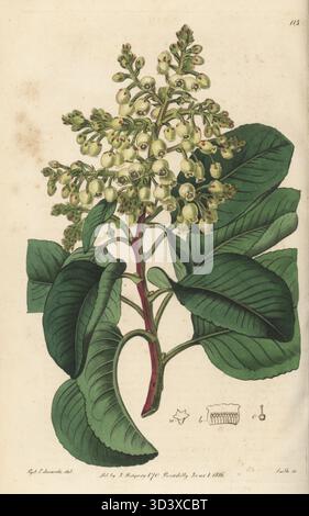Andrachne, orientalischer Erdbeerbaum oder griechischer Erdbeerbaum, Arbutus andrachne. Ursprünglich aus dem Mittelmeerraum und dem Mittleren Osten der Levante stammend, blühte sie erstmals in England im botanischen Garten und in Gewächshäusern von John Fothergill im Upton House. Die Pflanze wurde in der Gärtnerei von Whitley, Brames und Milne an der King's Road, Fulham, gezogen. Handkolorierter Kupferstich von P.W. Smith nach einer botanischen Illustration von Sydenham Edwards aus seinem eigenen Botanical Register, J. Ridgeway, London, 1816. Stockfoto