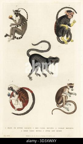 Gefährdeter Schwarzlemur, Eulemur macaco 1, Ringschwanzmaucauco, Lemur catta 2, östlicher Wolllemur, Avahi laniger 3, Tamarin mit goldener Hand, Saguinus midas 4 und kritisch gefährdeter Tamarin mit Baumwollspitze, Saguinus oedipus 5. Handkolorierter Kupferstich von Moses Harris aus William Frederic Martyn's A New Dictionary of Natural History, Harrison, London, 1785. Pseudonym von William Fordyce Mavor, schottischer Priester, Lehrer und Schriftsteller, 1758-1837. Stockfoto