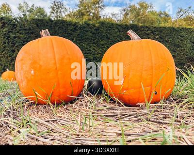 Zwei große orangefarbene Kürbisse sitzen auf dem Boden nebeneinander. Die Kürbisse sind umgeben von Gras und Unkraut, Thanksgiving-Konzept, Ernte Stockfoto