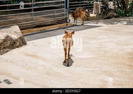 Baby-Hirsch läuft in einem Zoogehege. Das Gehäuse ist eingezäunt und hat einen Schmutzboden Stockfoto
