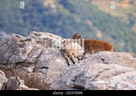 Ein paar iberische Steinböcke im Naturschutzgebiet El Torcal de Antequera, Provinz Málaga, Spanien Stockfoto
