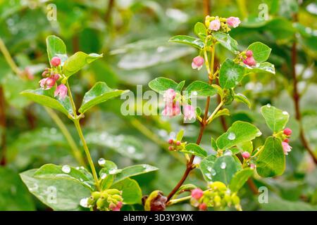 Schneebeere (symphoricarpos rivularis), Nahaufnahme mit den kleinen rosafarbenen Blüten des Strauchs und den Regentropfen, die auf den wachsigen Blättern sitzen. Stockfoto
