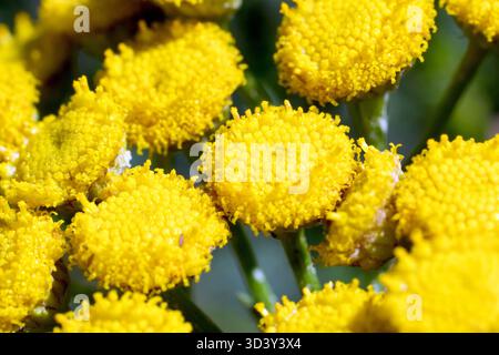 Tansy (tanacetum vulgare), Nahaufnahme mit Fokus auf einen einzigen, ragenlosen Blütenkopf aus den vielen, die von der mehrjährigen Pflanze produziert werden. Stockfoto