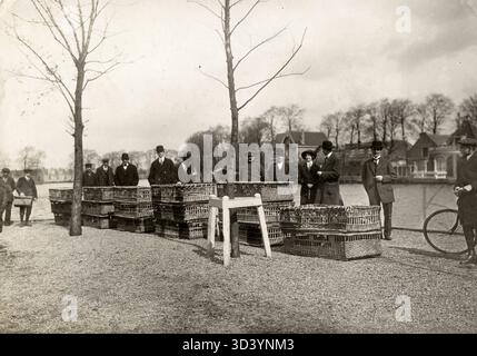 Brieftauben des Taubenverbandes Wilhelmina werden in Körben gesehen, die um 1913 bei einem Wettbewerb in Ouderkerk aan de Amstel, Niederlande, freigelassen werden können. Stockfoto