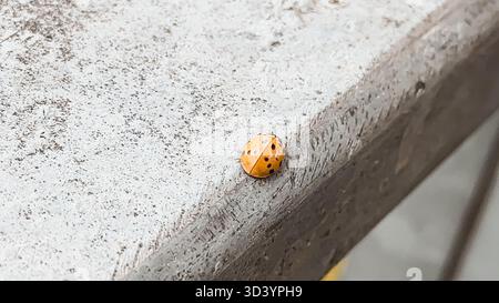 Gelber Marienkäfer mit schwarzen Flecken steht auf einer rauen Betonoberfläche und zeigt seine leuchtenden Farben unter natürlichem Licht, was eine ruhige und friedliche Atmosphäre schafft Stockfoto