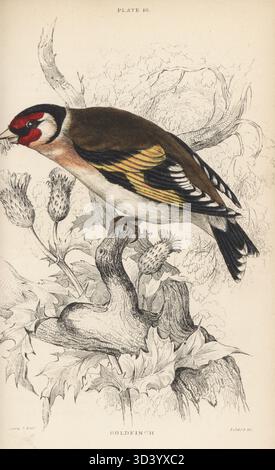 Eurasischer Goldfink, Carduelis carduelis. Gewöhnlicher Goldfink, Carduelis elegans. Handkolorierter Stahlstich von William Lizars nach einer Illustration von James Stewart aus Sir William Jardine's Ornithology, British Birds, Incessores, Vol. XXV der Naturalismusbibliothek, W. H. Lizars, Edinburgh, 1843. Stockfoto