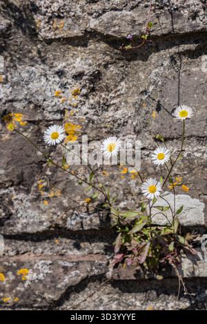 Laugharne, Wales, Vereinigtes Königreich. Gänseblümchen wachsen an einer alten Steinmauer. Stockfoto