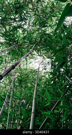 Üppig grüner Bambuswald schafft eine ruhige Atmosphäre, von unten betrachtet, mit hohen Bambusstielen, die nach oben ragen, und Sonnenlicht filtert durch lebendiges L Stockfoto