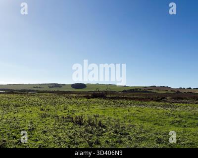 Offene Landschaft an den Seven Sisters Cliffs in East Sussex mit grünen Feldern, fernen Hecken und einem klaren blauen Himmel. Stockfoto