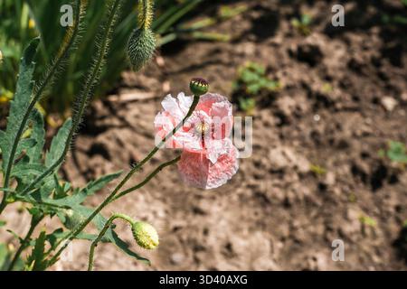 Zarte rosa Mohnblume hebt sich in einem lebendigen Garten hervor, umgeben von üppigem grünem Laub und reichen Erdböden, die die Schönheit der Natur und zeigen Stockfoto