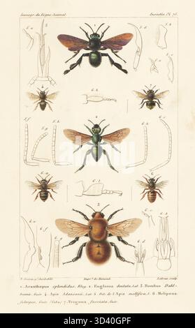 Acanthopus palmatus 1, Orchideenbiene, Euglossa dentata 2, und gefährdete Moscardonhummel, Bombus dahlbomii 3. Handkolorierter Stippelstich von Eugene Giraud nach einer Illustration von Felix-Edouard Guérin-Méneville aus Guérin-Ménevilles Iconographie du règne Animal de George Cuvier, Ikonographie des Tierreiches von George Cuvier, J. B. Bailliere, Paris, 1829-1844. Stockfoto