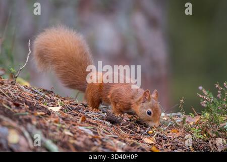Das rote Eichhörnchen (Sciurus vulgaris), das auf dem Boden auf Nahrungssuche ist. Perthshire, Schottland, Vereinigtes Königreich Stockfoto