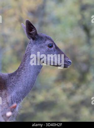 Melanistisches Damhirsch weibliches Nahporträt. Perthshire, Schottland, Vereinigtes Königreich Stockfoto