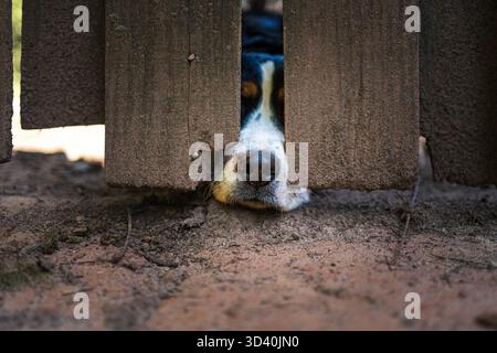 Berner Berghund steckt die Nase durch den Zaun. c Stockfoto