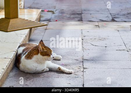 Eine rot-weiße Katze liegt im Schatten. Stockfoto
