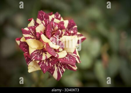 Lila beige Rose auf einem Busch mit verschwommenem Hintergrund. Stockfoto