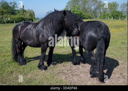 Pferd bei Tromper Wiek bei Kap Arkona im nördlichsten Teil der Rügeninsel in der Ostsee im Nordosten Deutschlands. Stockfoto