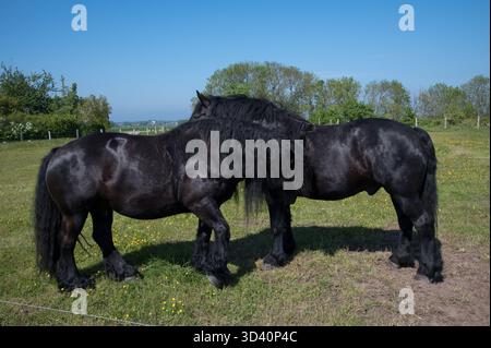 Pferd bei Tromper Wiek bei Kap Arkona im nördlichsten Teil der Rügeninsel in der Ostsee im Nordosten Deutschlands. Stockfoto