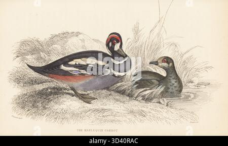 Harlequin-Ente, Histrionicus histrionicus, männlich und weiblich. Harlequin Garrot, Clangula histrionica, Anas histrionica. Handkolorierter Stahlstich von William Lizars nach einer Illustration von James Stewart aus Sir William Jardine's Ornithology, British Birds, Natatores, Vol. XXVII der Naturforscher-Bibliothek, W.H. Lizars, Edinburgh, 1843. Stockfoto
