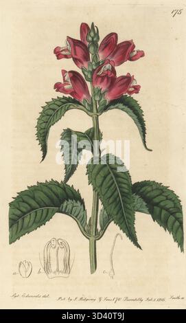 Roter Turtlehead, roter Turtlehead, rosa Turtlehead oder violetter Chelon, Chelone obliqua. In Nordamerika beheimatet. Handkolorierter Kupferstich von P.W. Smith nach einer botanischen Illustration von Sydenham Edwards aus seinem eigenen Botanical Register, J. Ridgeway, London, 1816. Stockfoto
