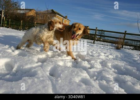 Golden Retriever Hund und Cocker Spaniel im Schnee Stockfoto