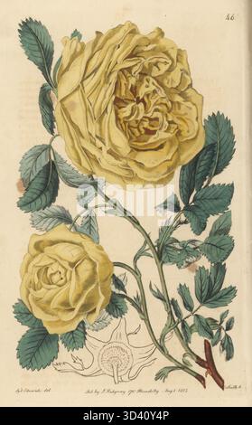 Schwefelrose, Rosa hemisphaerica. Doppelte gelbe Rose, Rosa Sulfurea. Handkolorierter Kupferstich von P.W. Smith nach einer botanischen Illustration von Sydenham Edwards aus seinem eigenen Botanical Register, J. Ridgeway, London, 1815. Stockfoto