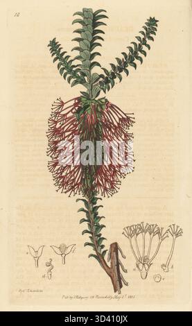 Schotter-Flaschenbrust oder Kreuzblättrige Beaufortia, Beaufortia decussata. Geboren in New South Wales, Australien, gefunden vom schottischen Botaniker Robert Brown. Handkolorierter Kupferstich nach einer botanischen Illustration von Sydenham Edwards aus seinem eigenen Botanical Register, J. Ridgeway, London, 1815. Stockfoto