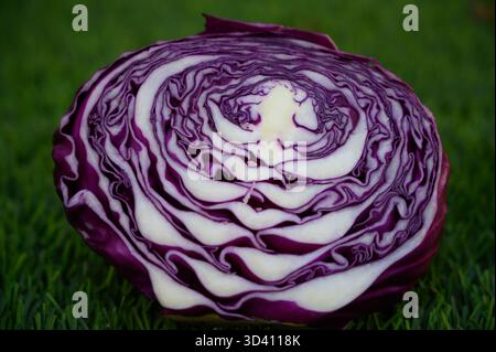 Ein leuchtender rot-violetter Kohl, frisch in zwei Hälften geschnitten und isoliert auf einem sauberen weißen Hintergrund. Die gestochen scharfe Textur und die lebendigen Farben unterstreichen die Frische Stockfoto