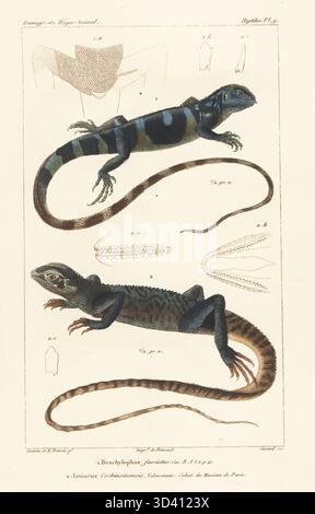 Gefährdeter Lau-Leguan, Brachylophus fasciatus und chinesischer Wasserdrache Physignathus cocincinus 2. Handkolorierter Kupferstich von Eugene Giraud nach einer Illustration von Felix-Edouard Guérin-Méneville und Edouard Travies aus Guérin-Ménevilles Iconographie du règne Animal de George Cuvier, Ikonographie des Tierreiches von George Cuvier, J. B. Bailliere, Paris, 1829–1844. Stockfoto