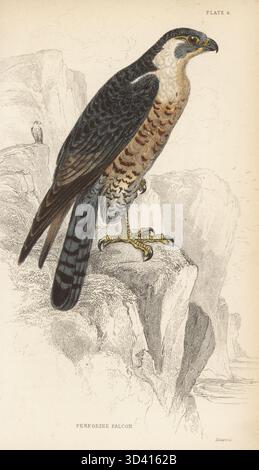 Wanderfalke, Falco peregrinus. Handkolorierter Stahlstich von William Lizars nach einer Illustration aus Sir William Jardines Ornithologie, British Birds, Birds of Prey, Vol. XXIV der Naturforscher-Bibliothek, W. H. Lizars, Edinburgh, 1843. Stockfoto
