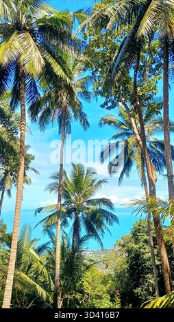 Kokospalmen blauer Meerhintergrund, schöne exotische tropische Insellandschaft, Bergdschungel, türkisfarbenes Meerwasser, Sommerferien, Reisen Stockfoto