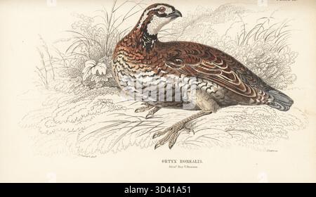 Northern Bobwhite, Virginia-Wachtel oder Bobwhite-Wachtel, Colinus virginianus. Junghuhn, Ortyx borealis, Ortyx virginianus. Exemplar im Edinburgh Royal University Museum. Handkolorierter Stahlstich von William Lizars nach einer Illustration von James Stewart aus Sir William Jardine's Ornithology, Game Birds, Vol. XXI der Naturforschungsbibliothek, W. H. Lizars, Edinburgh, 1843. Stockfoto