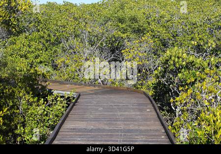 Holzsteg schlängelt sich durch einen dichten Mangrovenwald Stockfoto