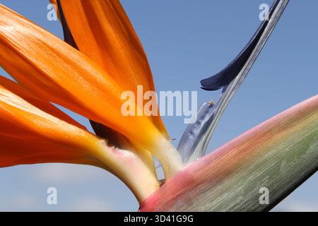 Nahaufnahme einer leuchtenden orangen Paradiesvogel (Strelitzia reginae) Blume vor einem klaren blauen Himmel Stockfoto