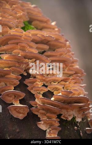 Nahaufnahme von Braunpilzkolonie, die in Schichten auf moosbewachsener Baumrinde im Winterwald wächst. Stockfoto