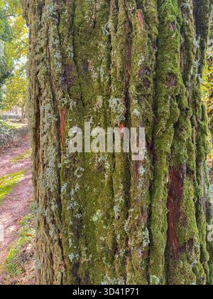 Detailliertes Makro mit hellgrünem Moos, das auf Baumrinde im Wald wächst Stockfoto