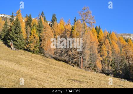 Goldene Lärchen erleuchten einen alpinen Hügel unter einem klaren blauen Himmel im Lachtal, Steiermark, Österreich. Stockfoto