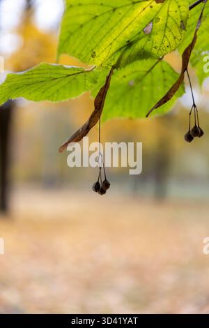 Grünes Laub und trockene Samen der Linde in der Herbstsaison, Zweige mit hängendem Lindenlaub, das in der Mitte gelb wird Stockfoto