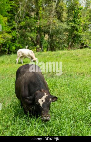Santa Gertrudis / Angus Kuh füttern auf einer Weide in Mittelamerika – Stockfoto Stockfoto