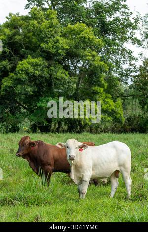 Santa Gertrudis / Angus Kuh füttern auf einer Weide in Mittelamerika – Stockfoto Stockfoto