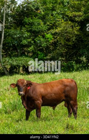 Santa Gertrudis / Angus Kuh füttern auf einer Weide in Mittelamerika – Stockfoto Stockfoto